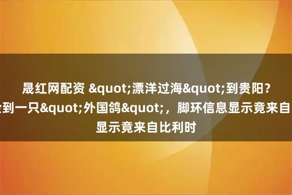 晟红网配资 "漂洋过海"到贵阳？市民捡到一只"外国鸽"，脚环信息显示竟来自比利时